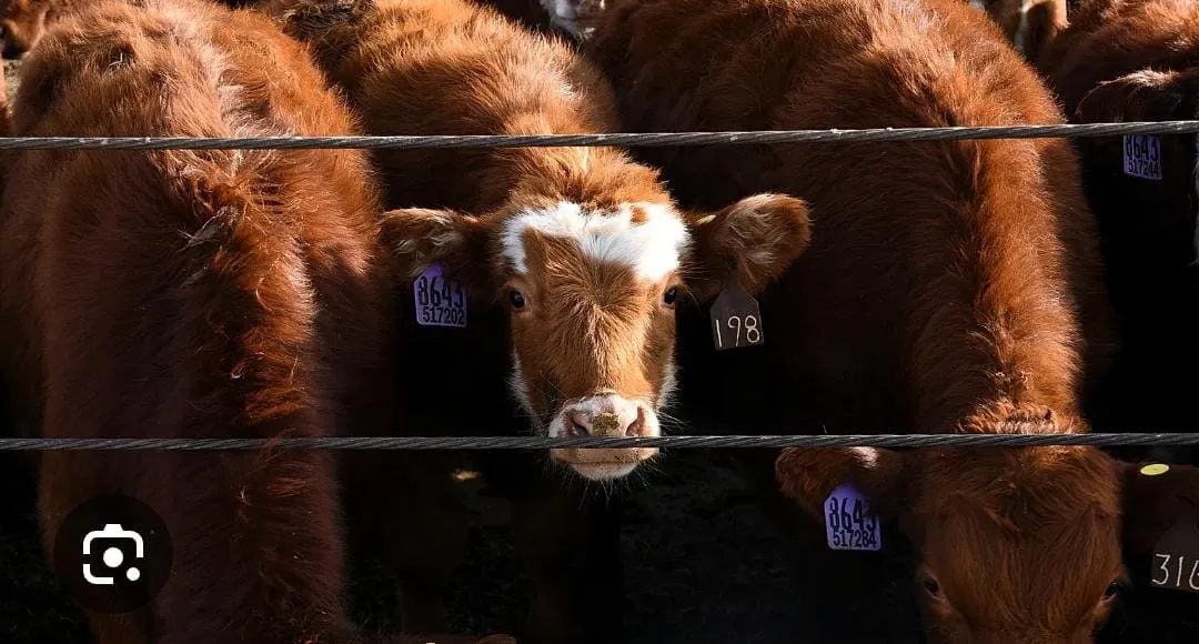 Ladri di bestiame, rubati 24 bovini in piena notte. La procura apre un'inchiesta