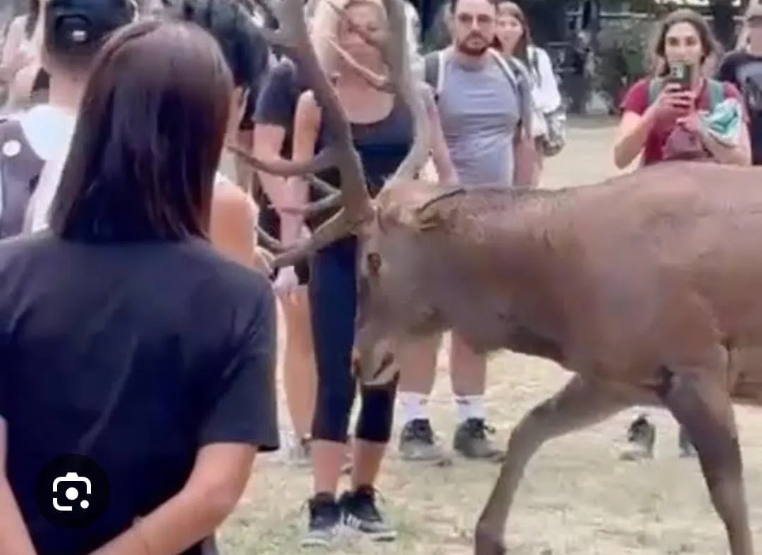 Cervo carica fotografo in riva al lago. Grave 41enne