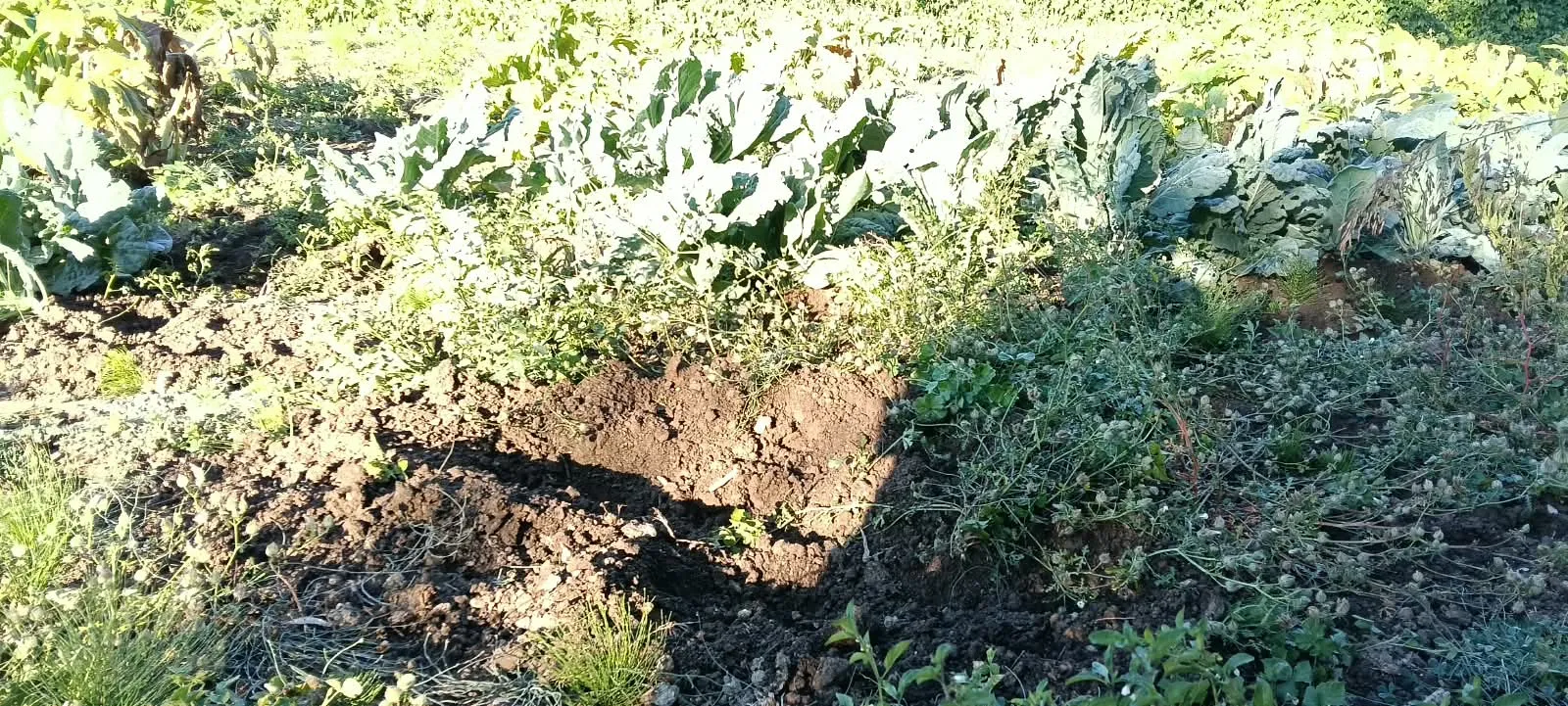 Cinghiali all’assalto delle colture: devastati duemila metri quadrati di terreno agricolo