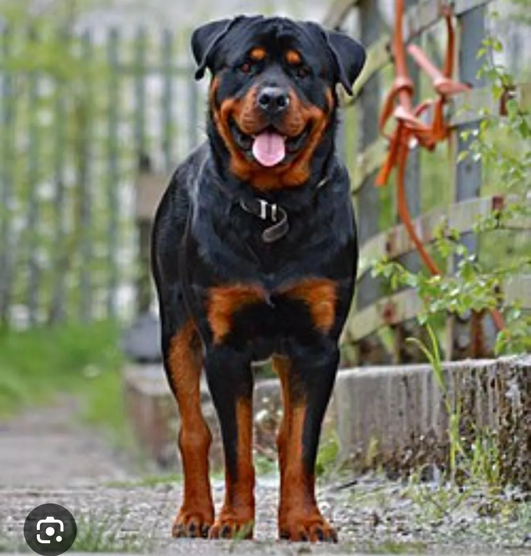 Ubriaco al centro di accoglienza. Morso dal cane del titolare