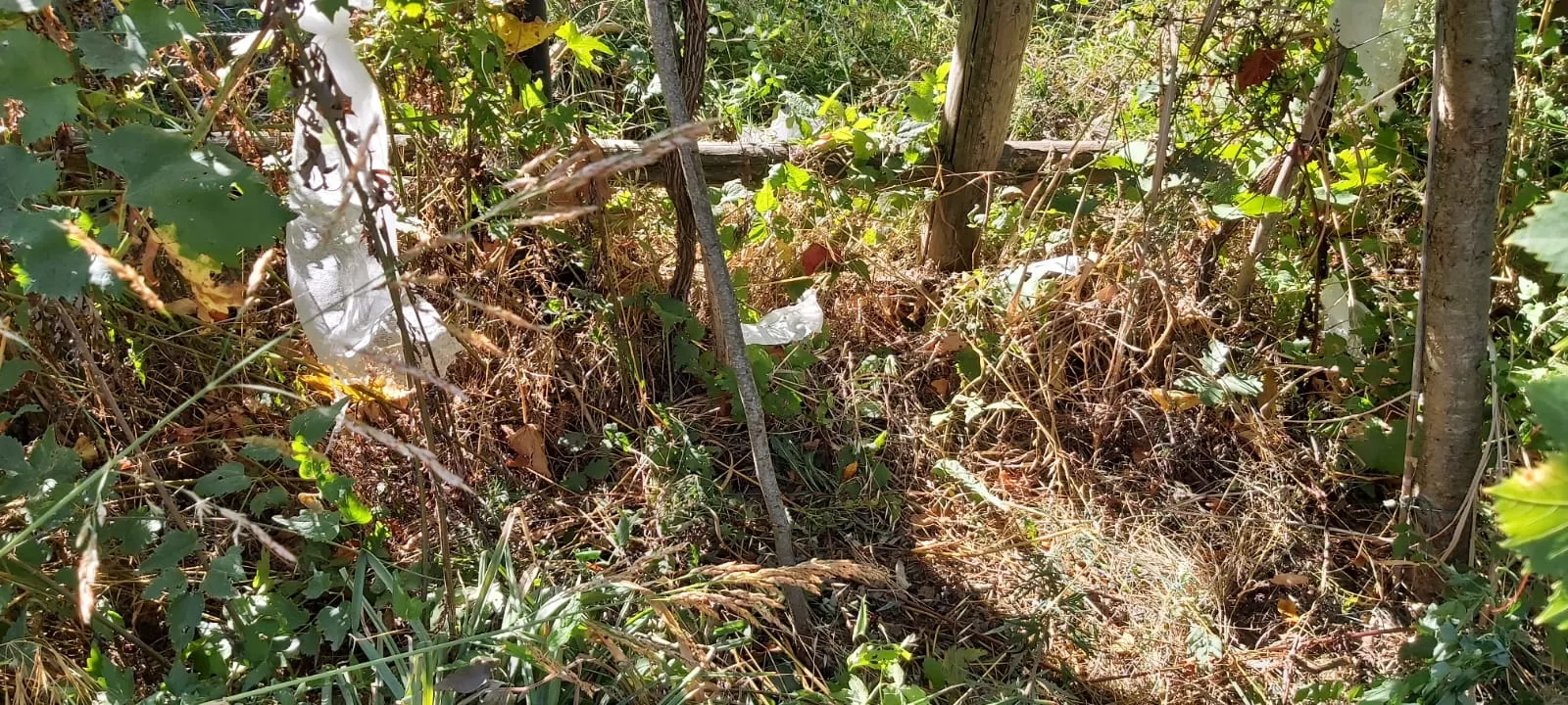 Orso goloso di uva. Nuova incursione a Pettorano