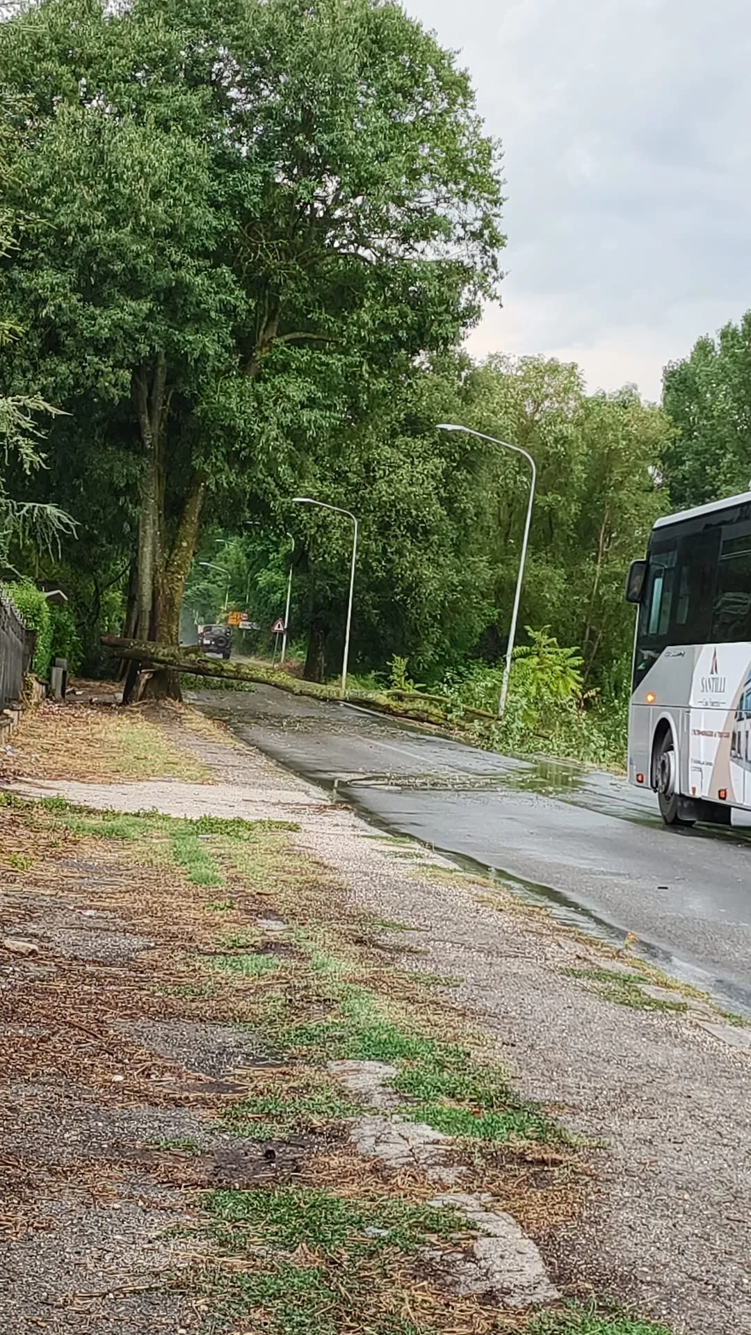 Maltempo, cadono due alberi in pochi minuti. Bloccato viale della Stazione