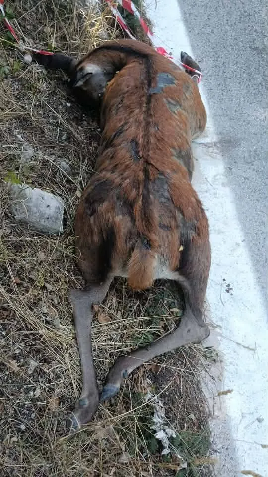 Incendio Morrone: la conta dei danni. Trovate le prime carcasse di animali