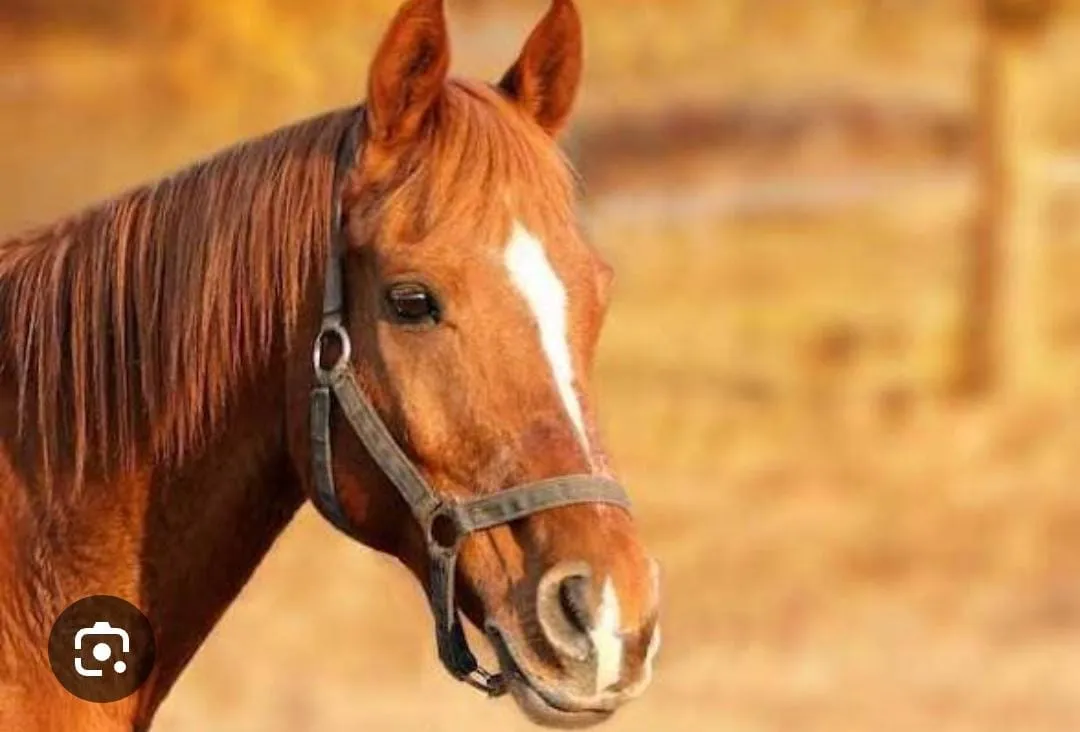 Caduta dal cavallo, fuori pericolo 27enne. Doppio intervento in contemporanea